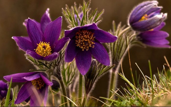 Pulsatilla purpurea
