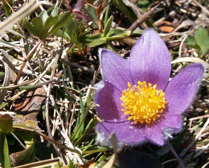Mga uri ng Gallera pulsatilla