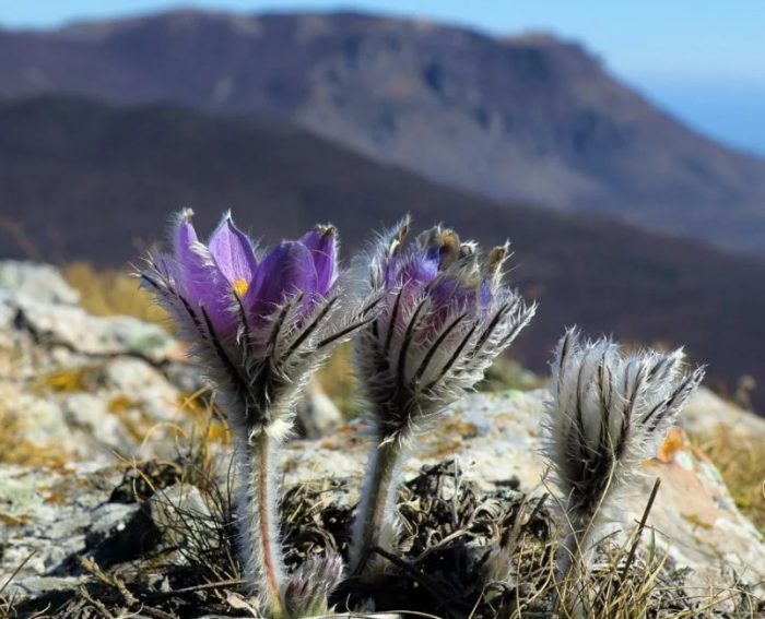 Bulaklak ng Pasque sa Bundok