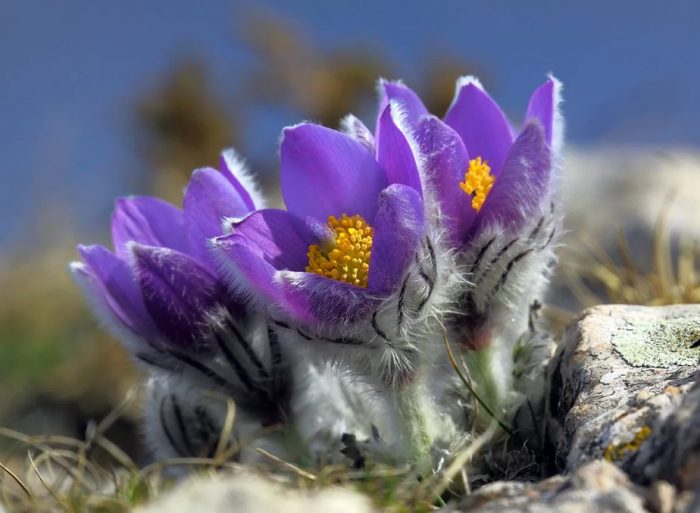 Krimeano Pulsatilla