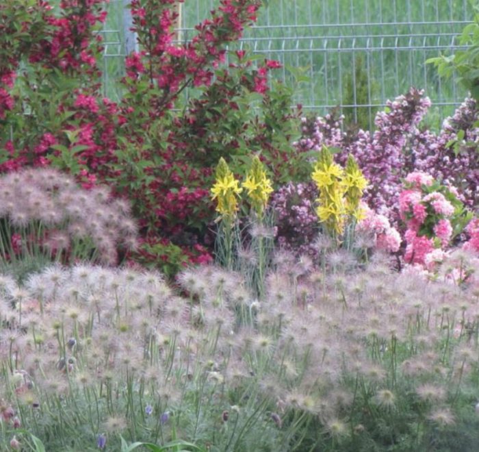 Kupas na pasqueflower