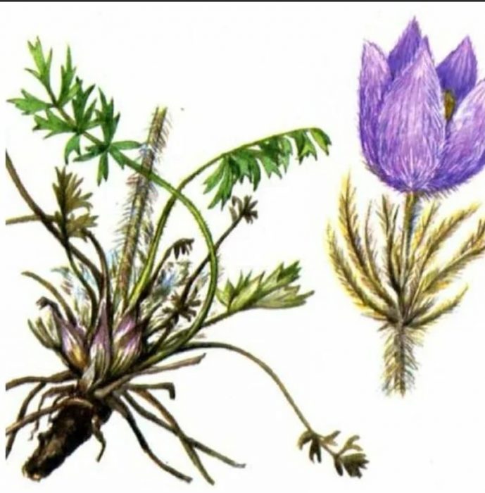 Ang istruktura ng pulsatilla