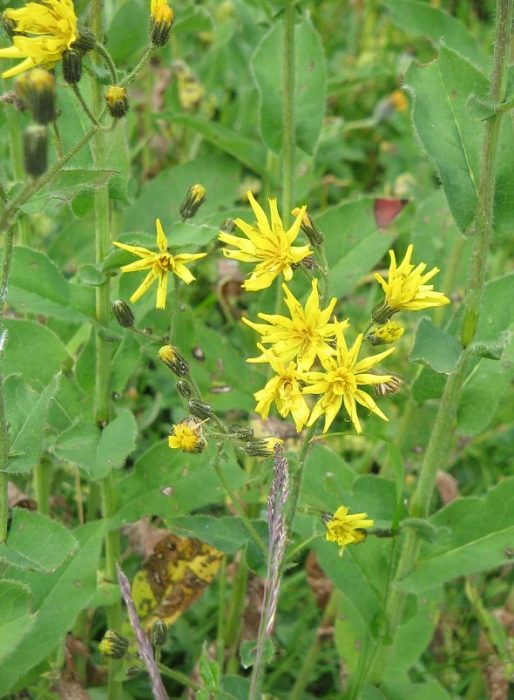Mga uri ng Crepis conyzifolia ng skerda