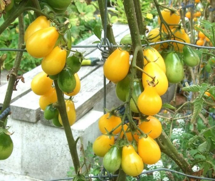 Mga palumpong ng kamatis na may honey drop