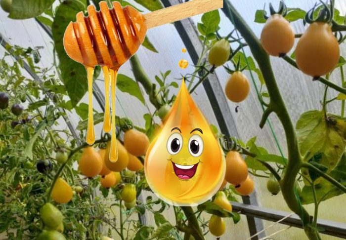 Mga kamatis na may pulot