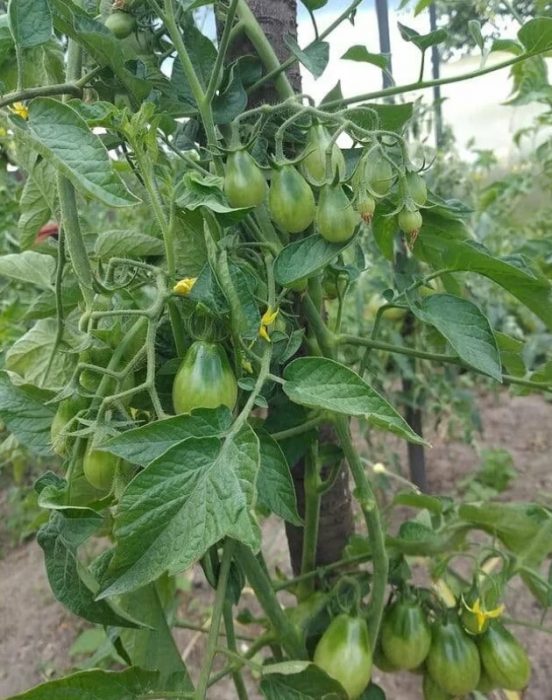 Mga berdeng prutas sa mga palumpong ng uri ng Honey Drop