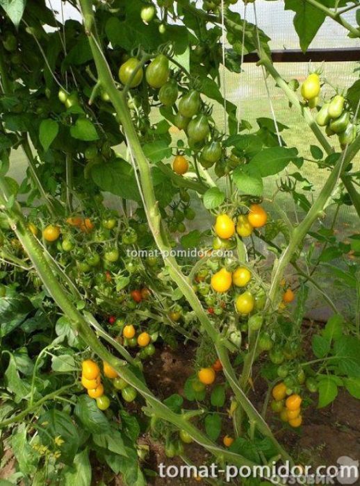 Pagsusuri sa Honey Drop Tomato