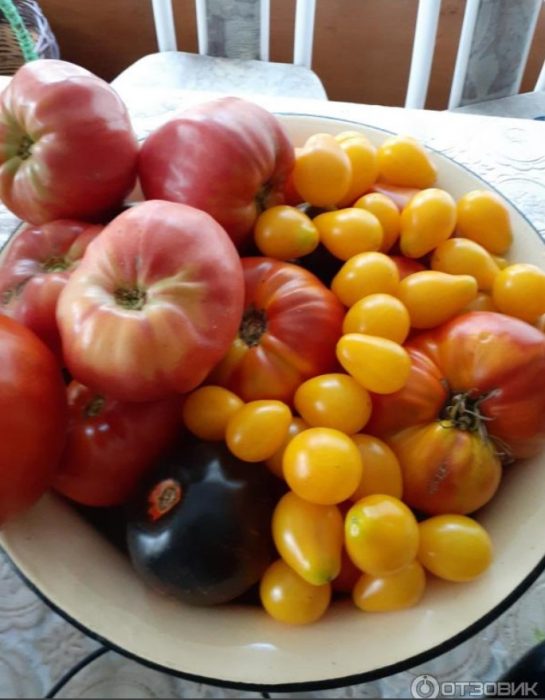 Mga kamatis sa isang plato