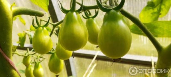 Mga prutas na kamatis na may honey drop