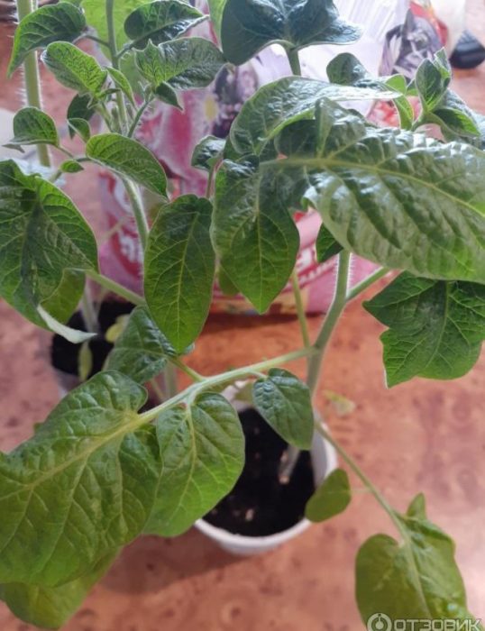 Mga punla ng kamatis na may honey drop