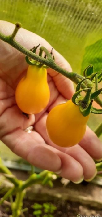 Mga prutas na kamatis na may honey drop