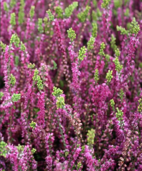 Iba't ibang uri ng Heather na Allegretto