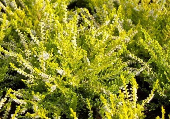 Heather Aurea