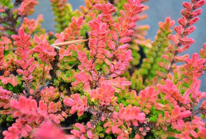 Heather Autumn Glow