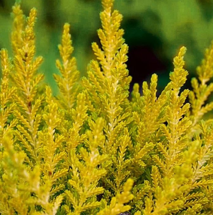 Heather Cottswood Gold