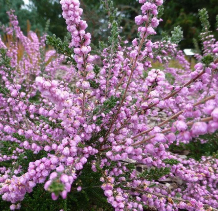 Kondado ng Heather, Wicklow