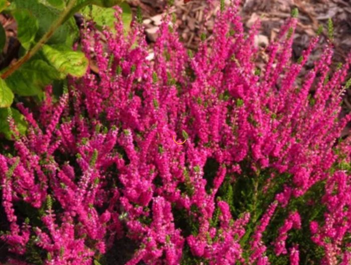 Heather DARK STAR