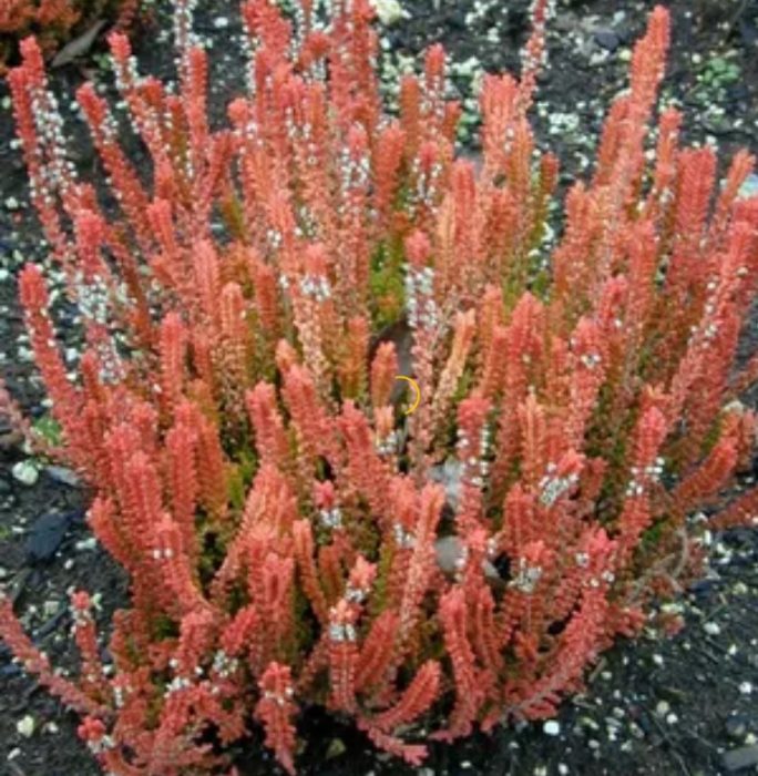 Heather Alitaptap