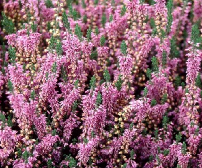 Iba't ibang Heather na Heidesinfonie