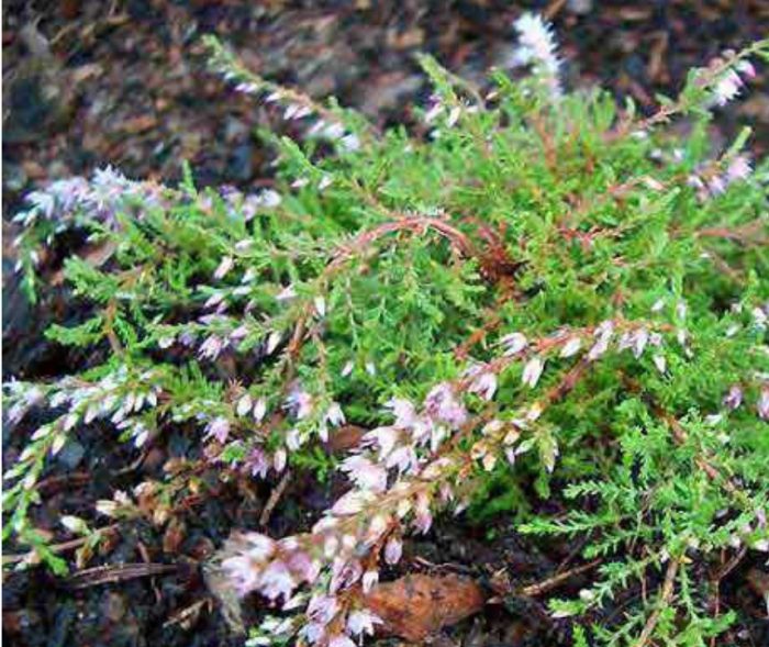 Iba't ibang Heather na Heidezwerg