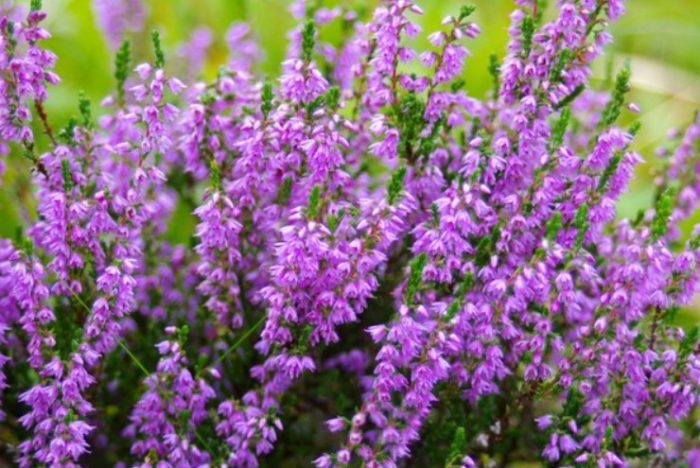Hookstone heather