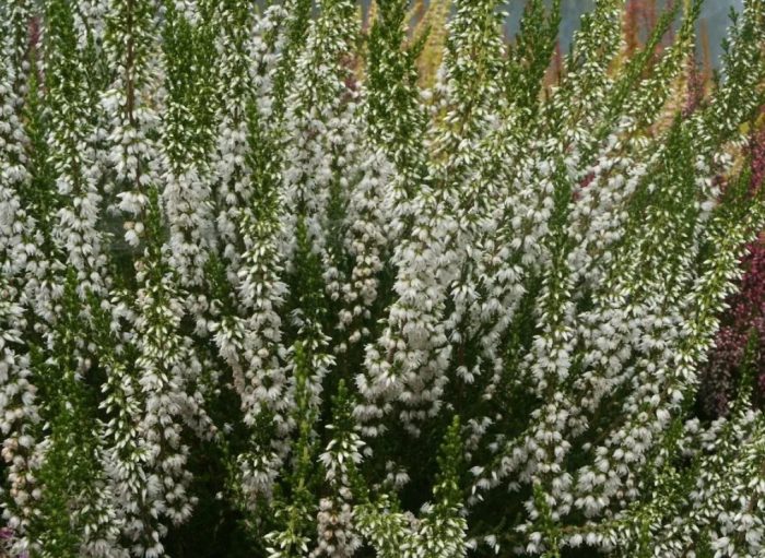 Heather Long White