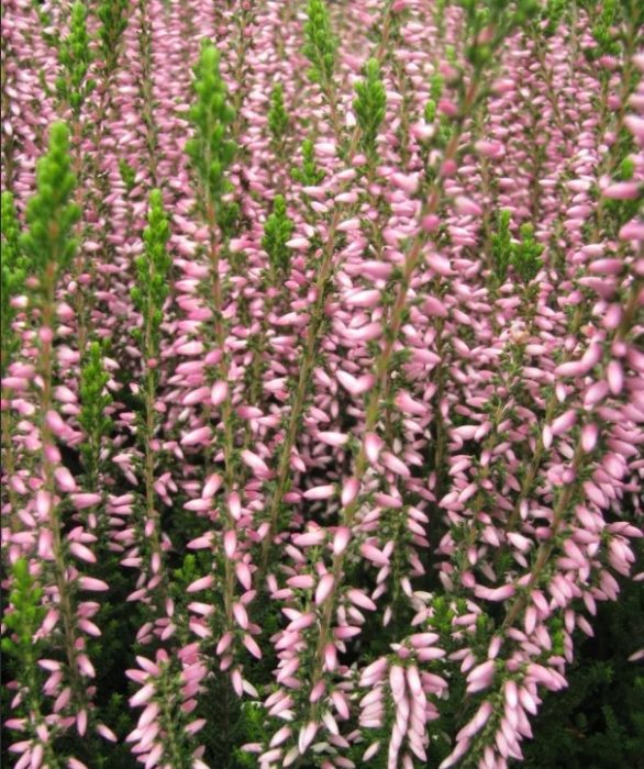 Heather Pink Alicia