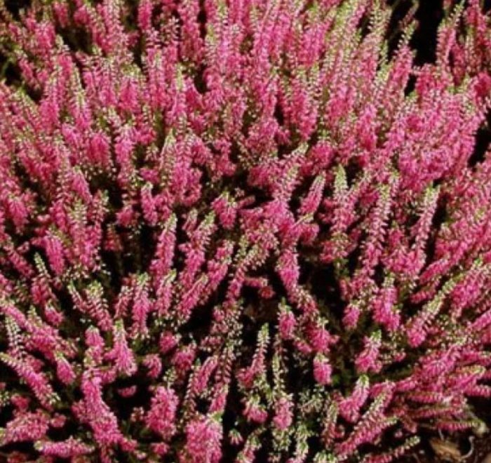 Heather Pink Bettina