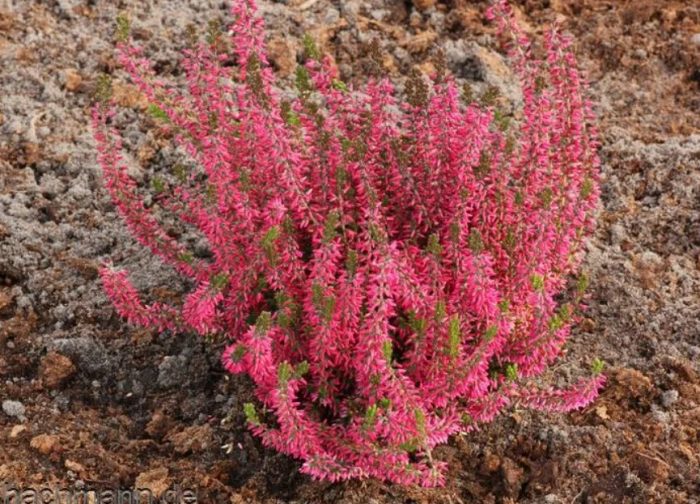 Heather Red Angie