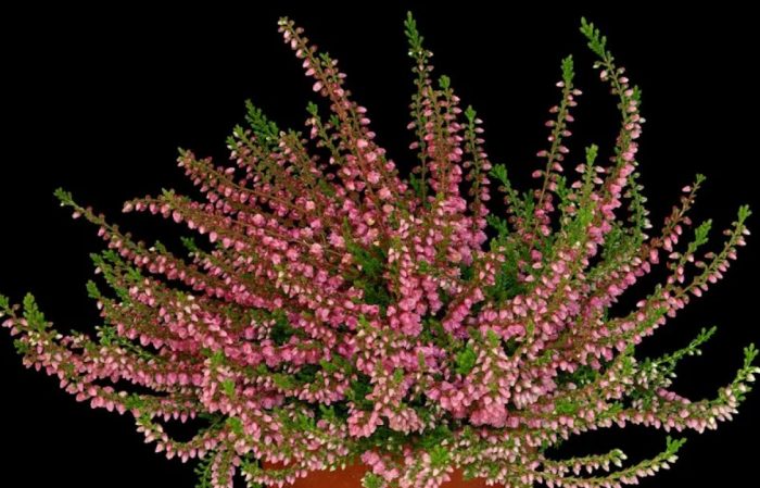 Paborito ni Heather Red
