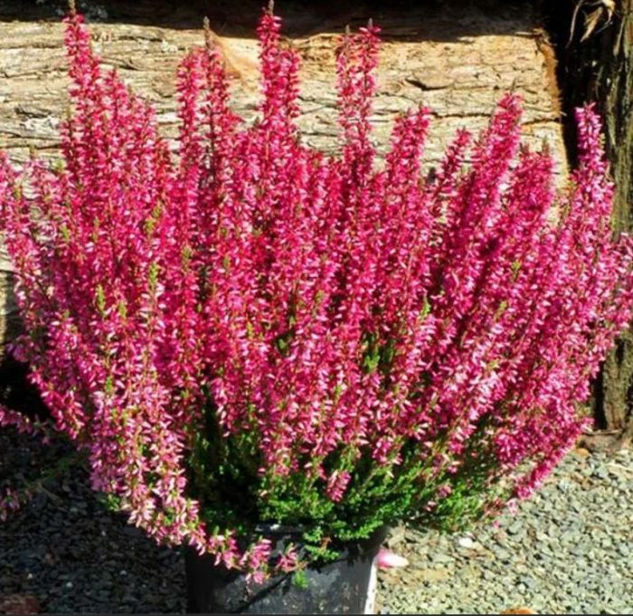 Heather Red Marlies