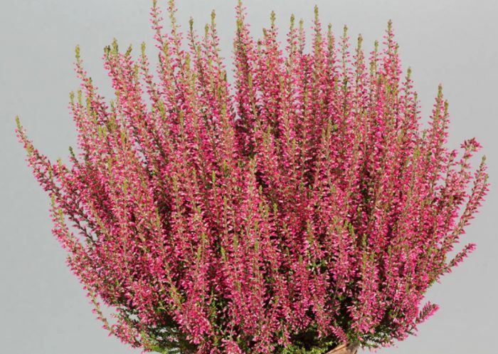 Heather Selma