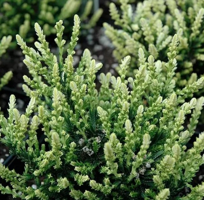 Heather Spring Cream