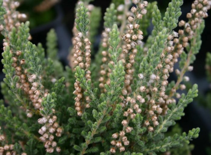 Velvet Fascination heather