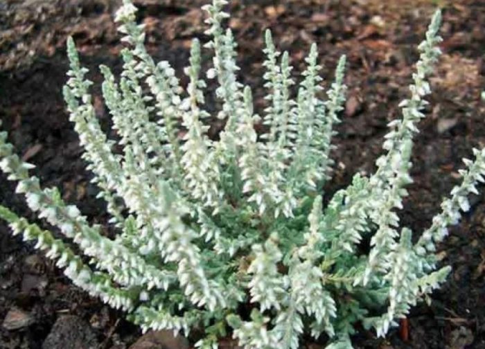 Heather Velvet Fascination