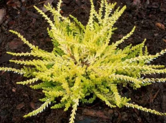 Heather Westerly Gold