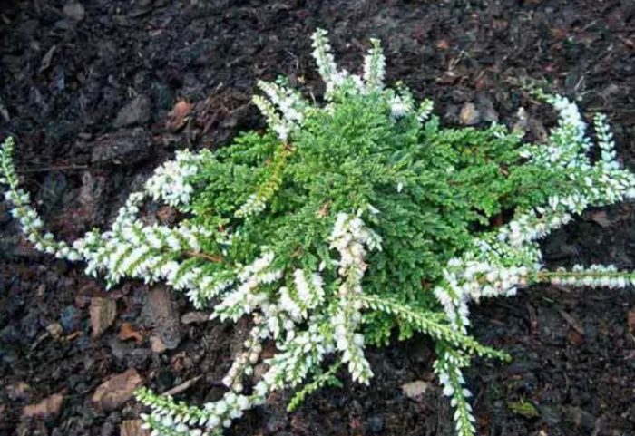 Heather White Lawn