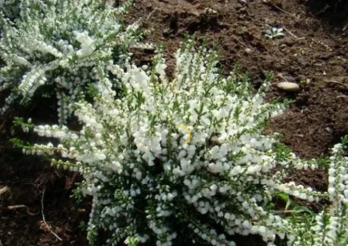 Heather White Coral