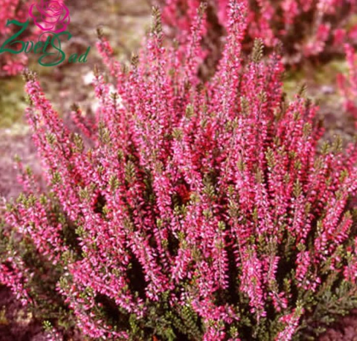 Iba't ibang Heather na Alexandra