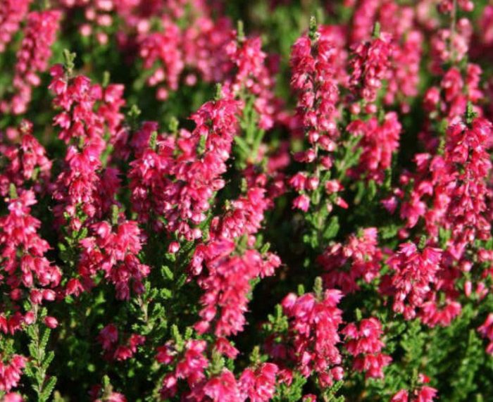 Iba't ibang uri ng Heather na Arabella
