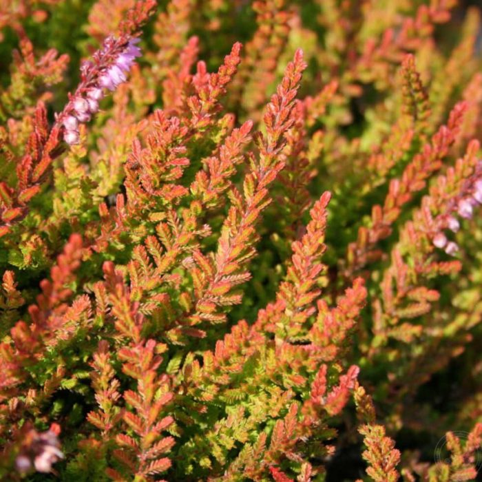 Harlequin heather
