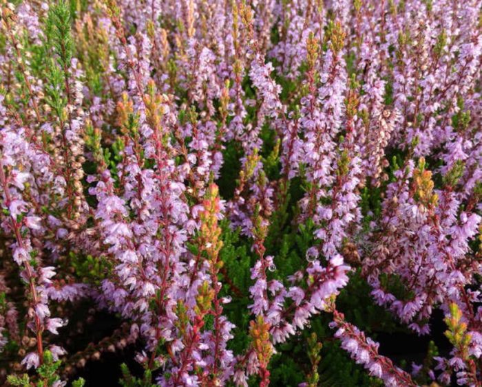 Heather variety Forest Fire
