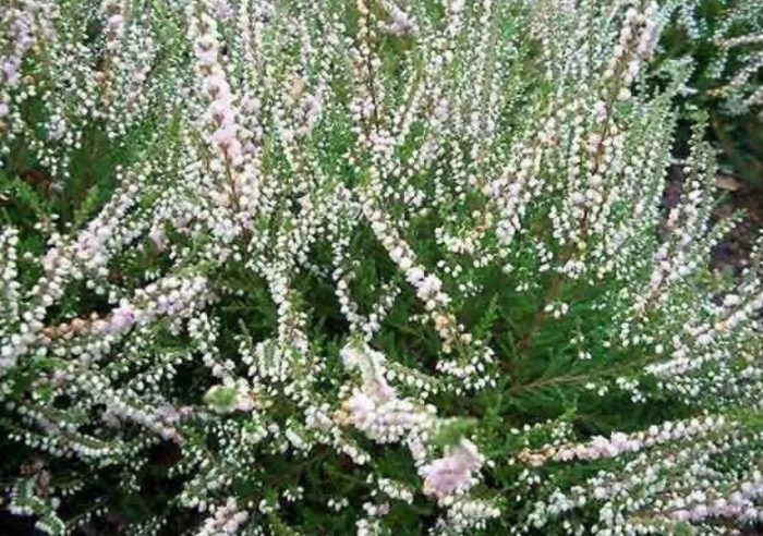 Heather Calluna vulgaris Hammondii