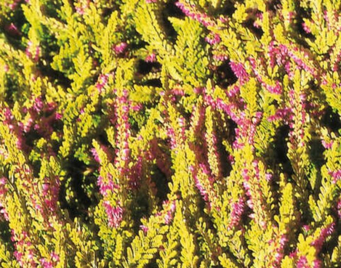 Heather Olympic Gold