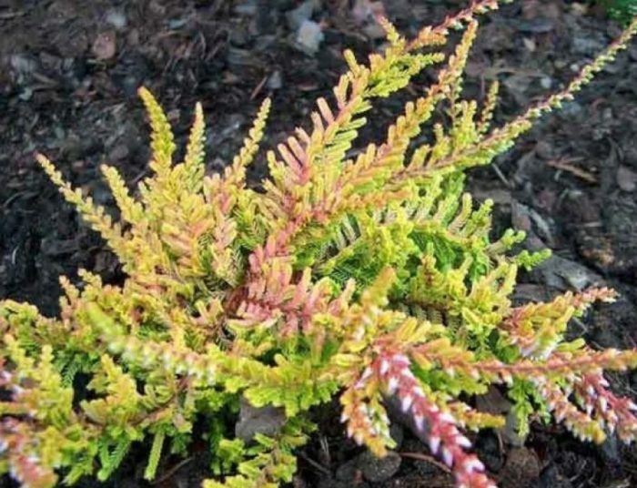 Heather Orange Queen
