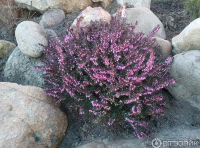 Namumulaklak na heather