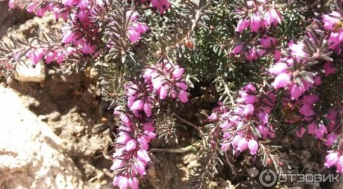 Heather na may dobleng bulaklak