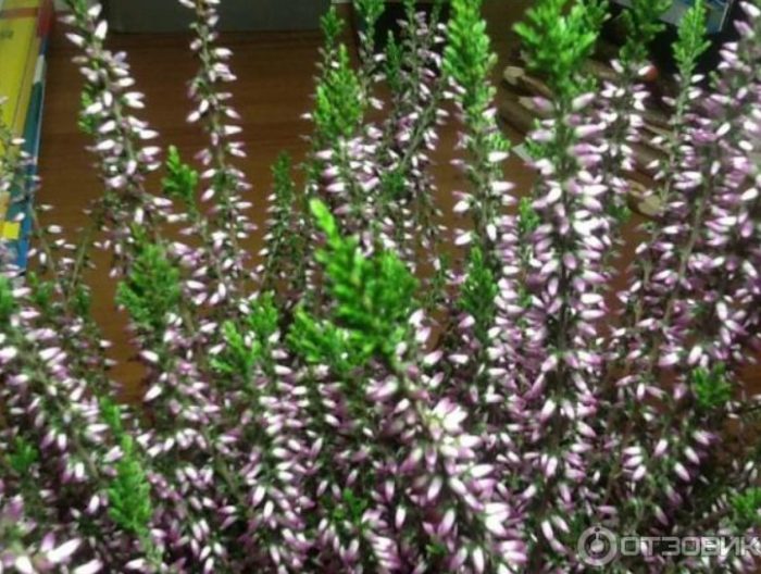 Mga bulaklak ng heather