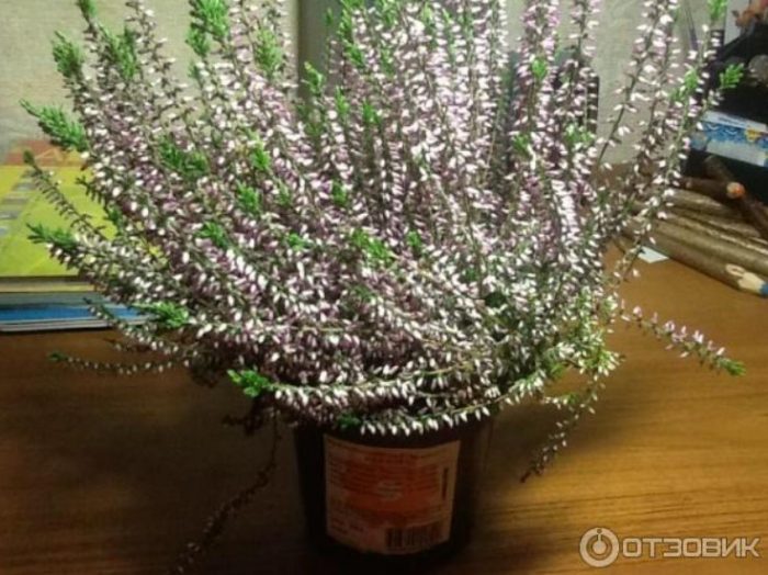 Heather sa isang paso ng bulaklak