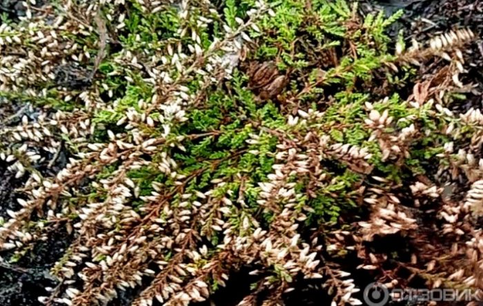 Namumulaklak na Heather